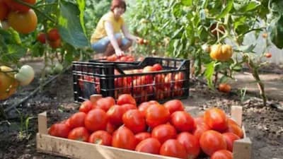 Paradajz otrovima „požuruju” da sazri