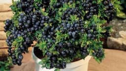 Kako da uzgojite borovnice na terasi