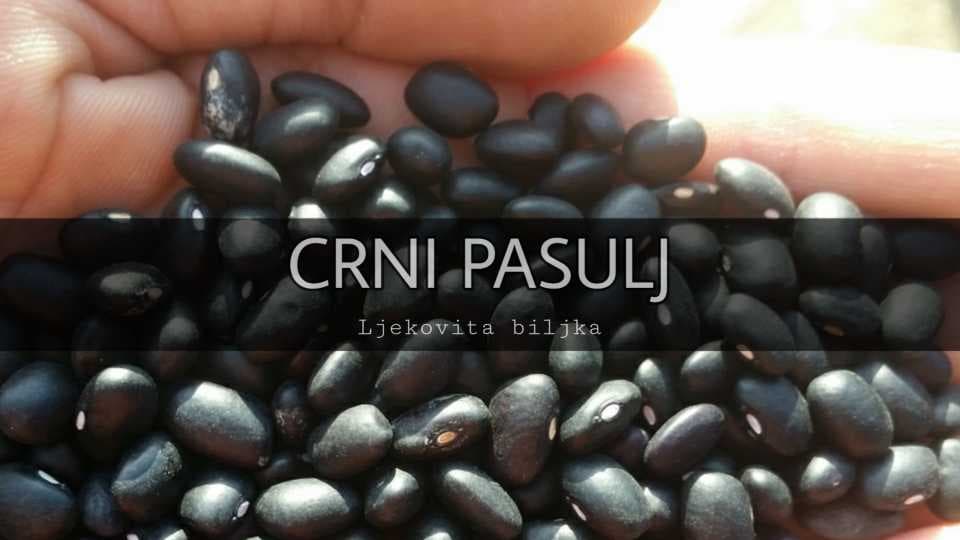 Crni pasulj - Njegov značaj i upotreba
