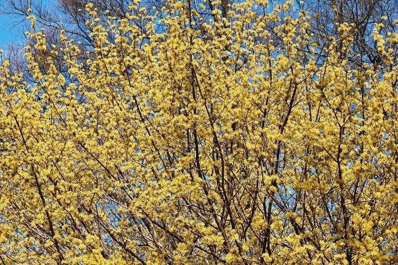 7 MOĆNIH STABALA ŠTITI KUĆU I PORODICU: Koje drvo treba što prije zasaditi u dvorištu