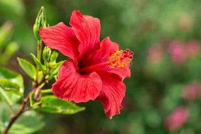HIBISKUS je biljka raskošnog i dugotrajnog cvjetanja - Savjeti za njegu