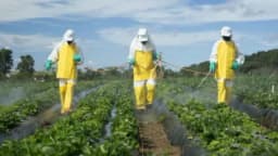 Insekticidi – opasnost za ljude i životnu sredinu