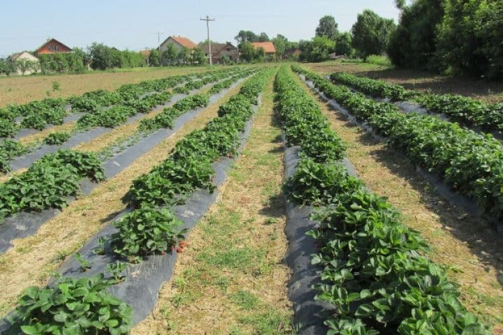 Evo kada je pravo vrijeme za sadnju jagoda na PE foliji
