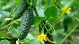 Zakidanje zaperaka u uzgoju krastavca na špaliru