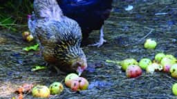 Ishrana živine jabukama!