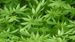 Odobreno pet zahtjeva za uzgoj industrijske konoplje u RS - Koje uslove je potrebno ispuniti?