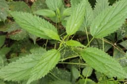 Kopriva, čudotvorni korov - Od lijeka do tkanine