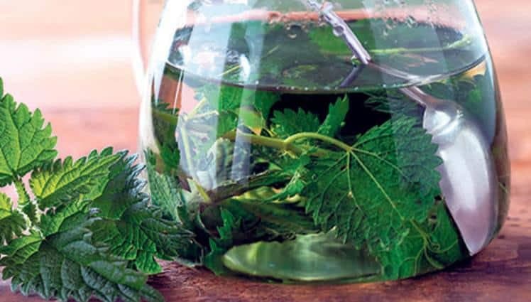 Kako liječiti anemiju prirodnim putem? Ova biljka to uspiješno rješava