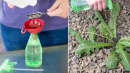 DESET PRIRODNIH načina da uništite KOROV u vašoj BAŠTI