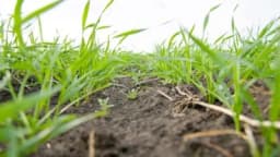 Suzbijanje korova u pšenici