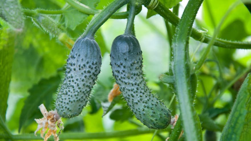 Ovo morate znati o uzgoju krastavca