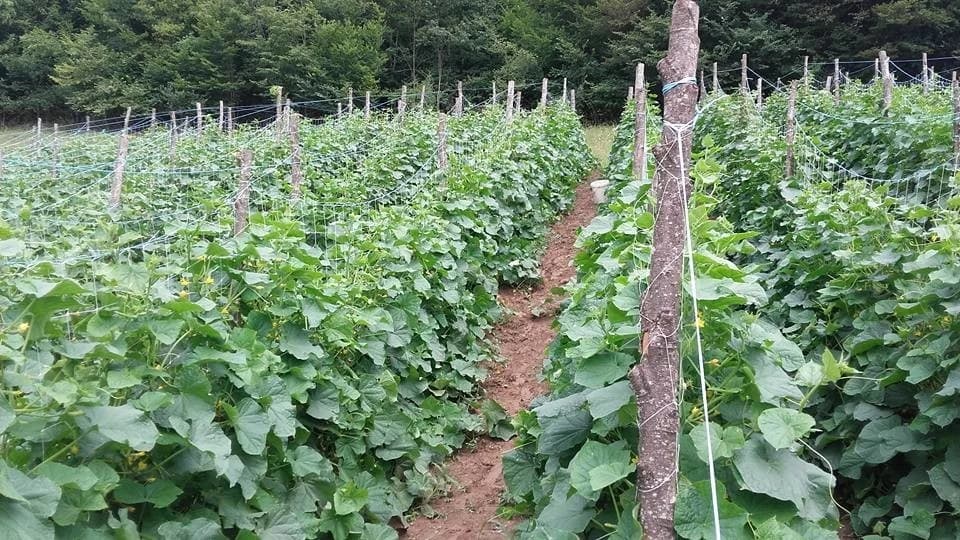 Koje biljke možete, a koje ne smijete saditi u blizini krastavca?