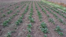 Borba protiv korova u krompiru