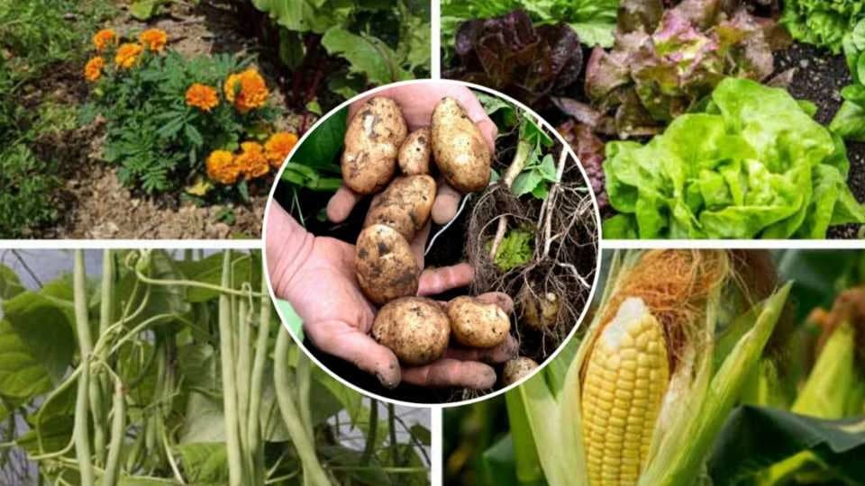 10 biljaka uz koje KROMPIR daje bolji ukus i veći PRINOS