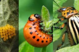 Prepoznajte neprijatelja vaše bašte na vrijeme