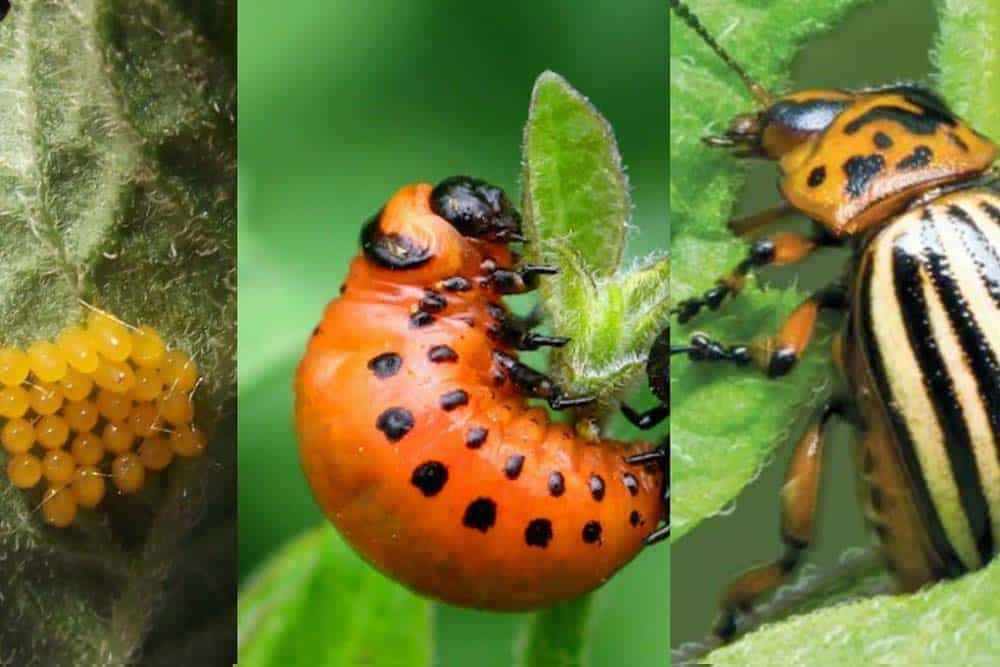 krompirva zlatica na krompiru