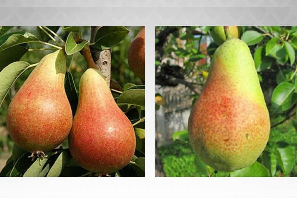 Turandot, nova ljetna sorta kruške