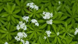 LAZARKINJA - ČAJ I PRIRODNI LIJEKOVI