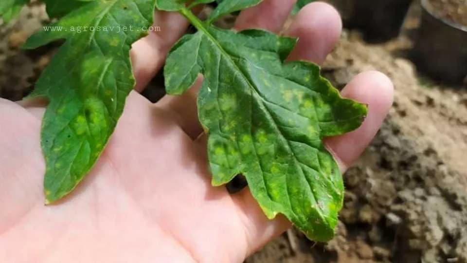 EVO KAKO OPORAVITI LIŠĆE PARADAJZA KOJE JE POČELO DA ŽUTI - Jednostavni savjeti!