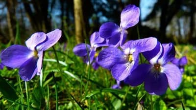 ONE NE VOLE SUNCE: Ovo cvijeće je za sjenovita mjesta u vašoj bašti
