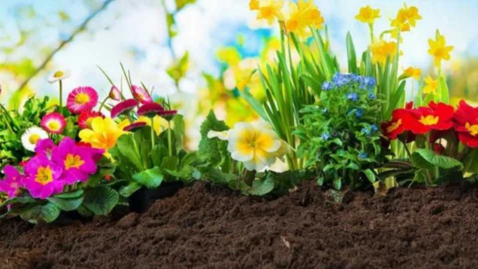 NEMA VIŠE ČUPANJA: Zauvijek uklonite neželjenu travu iz bašte, a da cvijeće ostane netaknuto!