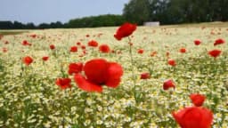 Biljke koje ni pod kojim uslovima ne smijete posjedovati u Njemačkoj