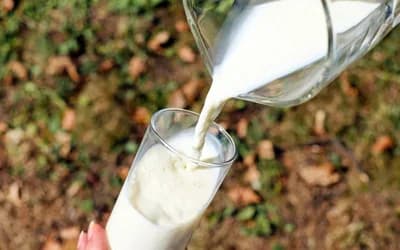 Da li je zdravo piti sirovo mlijeko?