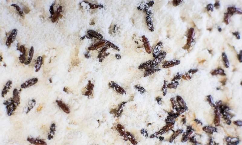 Evo kako da se rješite kuhinjskih moljaca