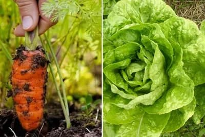 Povrće koje ne niče na visokim temperaturama