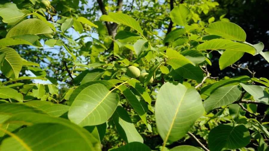 Listovi mladog oraha