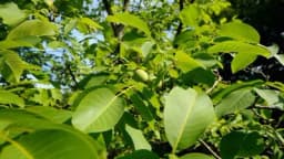 LIST MLADOG ORAHA: Rijetko se koristi, a njegovi efekti su ČUDESNI