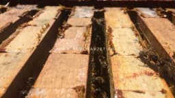 Kandi ili pogača – nužno zlo u ishrani pčela tokom zime