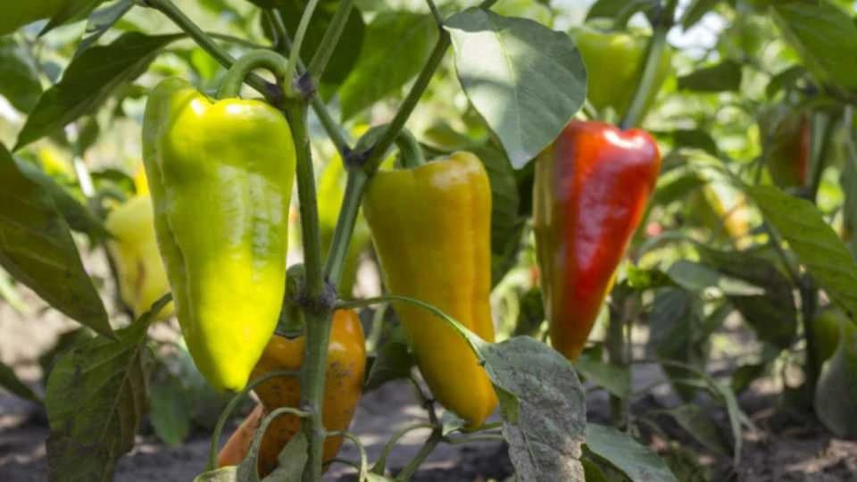 Paprika u plasteniku tokom cijele godine - Savjeti za uspiješan uzgoj