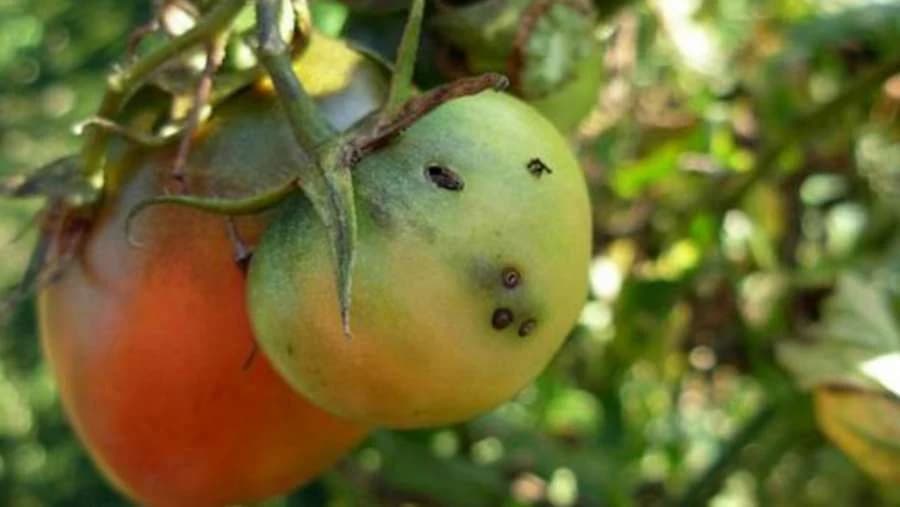 Uz ove trikove otjerajte insekte sa paradajza i krastavca bez hemije