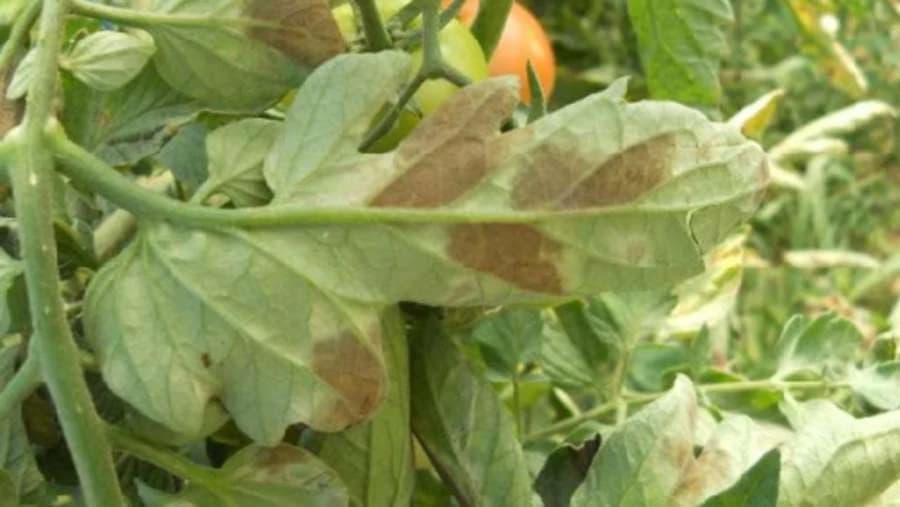 Pljesnivost lista paradajza i suzbijanje ove bolesti