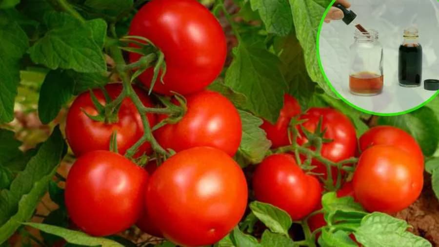 Upotrijebite JOD za bolji rast i PRIRODNU zaštitu PARADAJZA