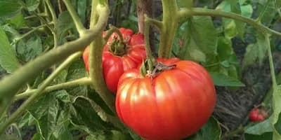 Stavite ove sastojke u rupu prije sadnje paradajza i očekujte najbolji prinos do sada!