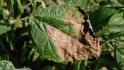 Bakterijska pjegavost lista PASULJA: Mjere zaštite i simptomi