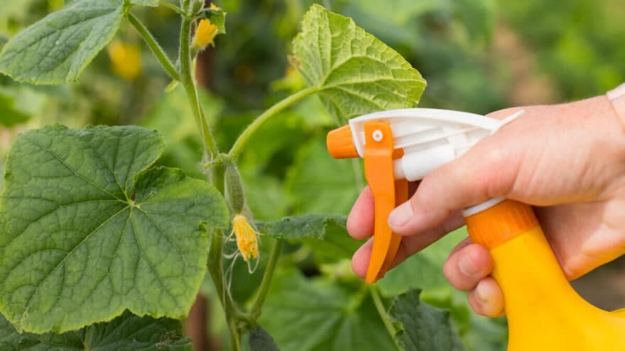 Đubrenje biljaka preko lista - Zašto je važno i kako se primjenjuje