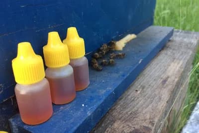 Četiri zdravstvene tegobe koje liječi propolis