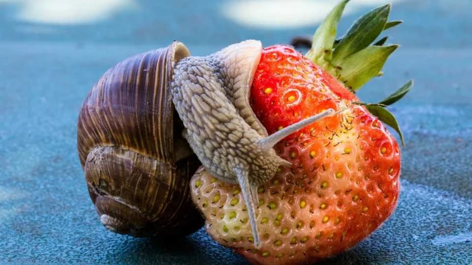 Kako spriječiti PUŽEVE da jedu vaše jagode?