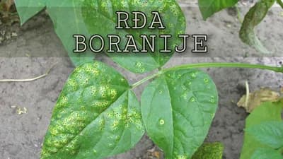 Rđa boranije