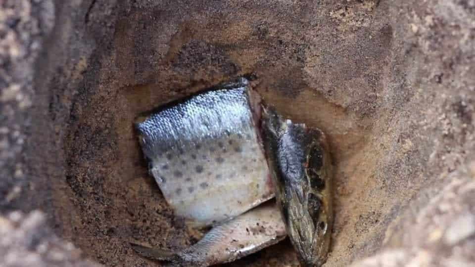 Riblja glava kao ORGANSKO đubrivo