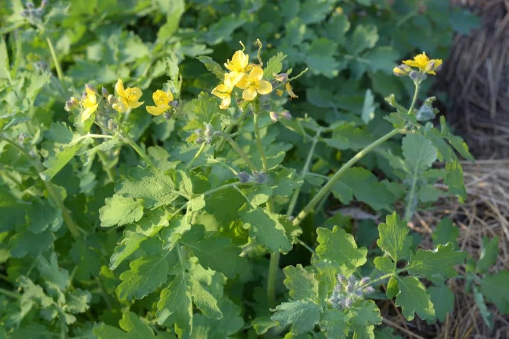 Ovu biljku naberite što prije - Rusa je pravi Božji dar!