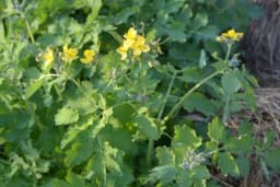 Ovu biljku naberite što prije - Rusa je pravi Božji dar!