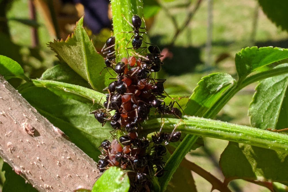 Kako da zaštitite ruže od invazije insekata