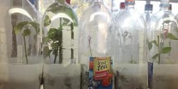 Evo kako da sami napravite sadnice ruža