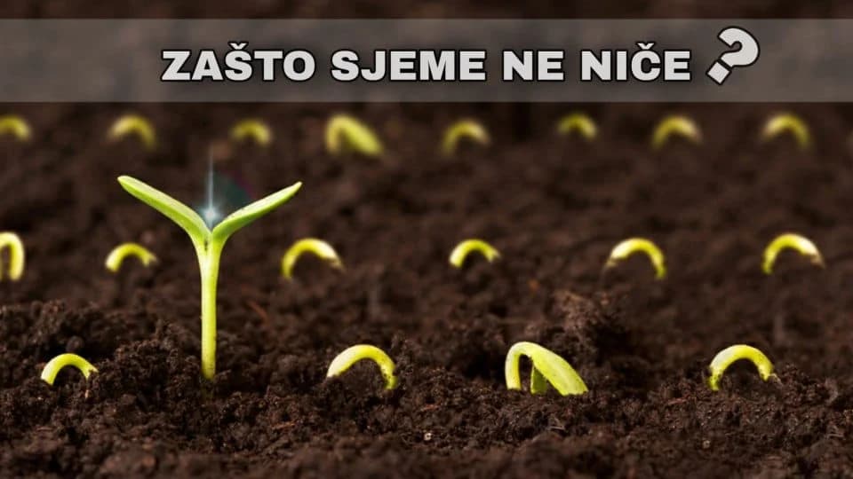 Pet glavnih razloga zašto sjeme nije niklo!