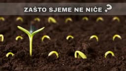 Pet glavnih razloga zašto sjeme nije niklo!