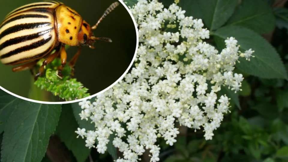 Zova kao PRIRODNI preparat protiv KROMPIROVE ZLATICE!